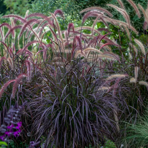 Pennisetum Dwarf Red Riding Hood Fountain Grass Pennisetum Dwarf Red Riding Hood Fountain Grass