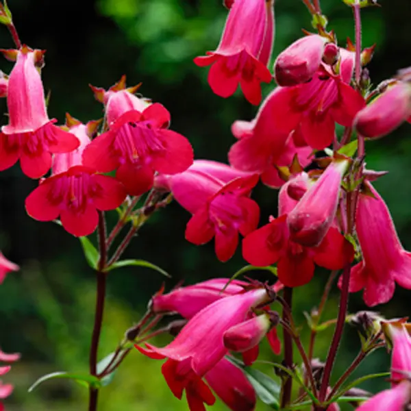 Penstemon Chester Scarlet Penstemon Chester Scarlet
