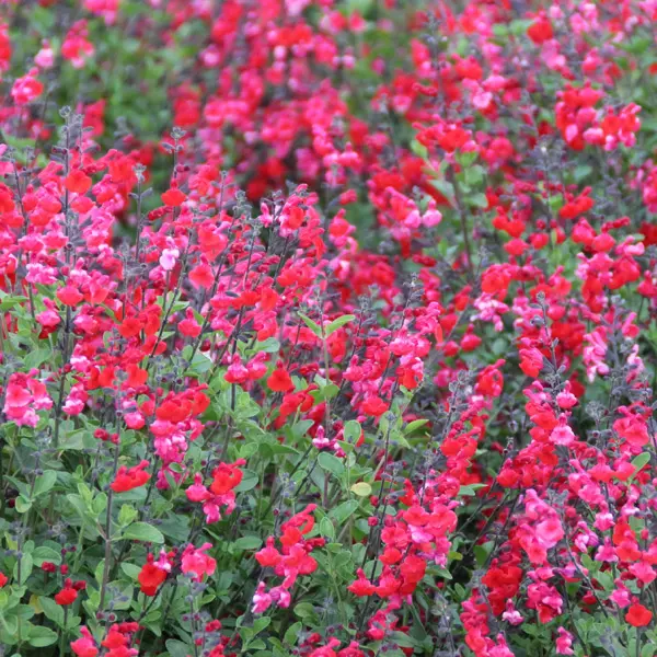 Salvia Miss Scarlet Salvia Miss Scarlet