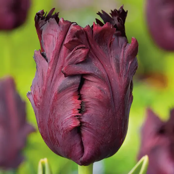 Tulip Black Parrot Tulip Black Parrot