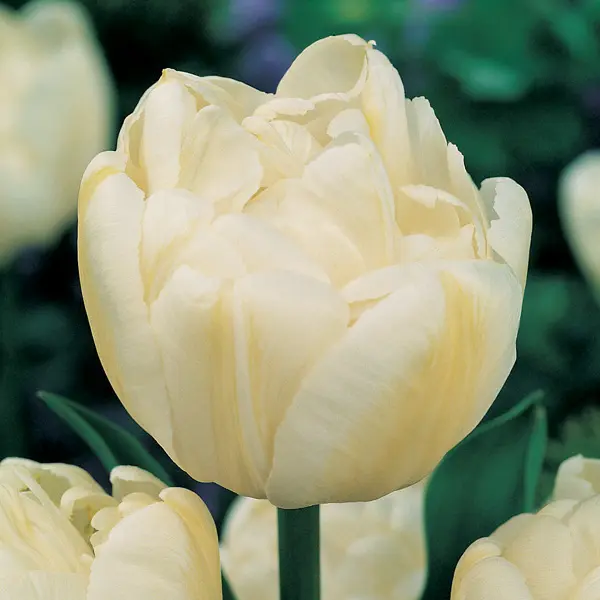 Tulip Evita Tulip Evita
