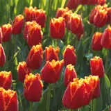Tulip Fabio 15 - Garden Express Australia