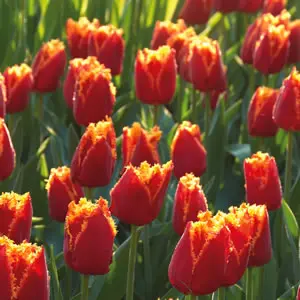 Tulip Fabio Tulip Fabio