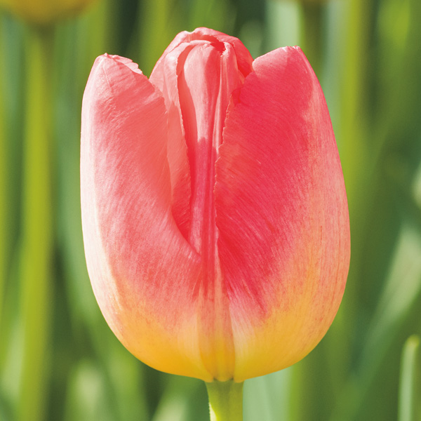 Tulip Judith Leyster Tulip Judith Leyster