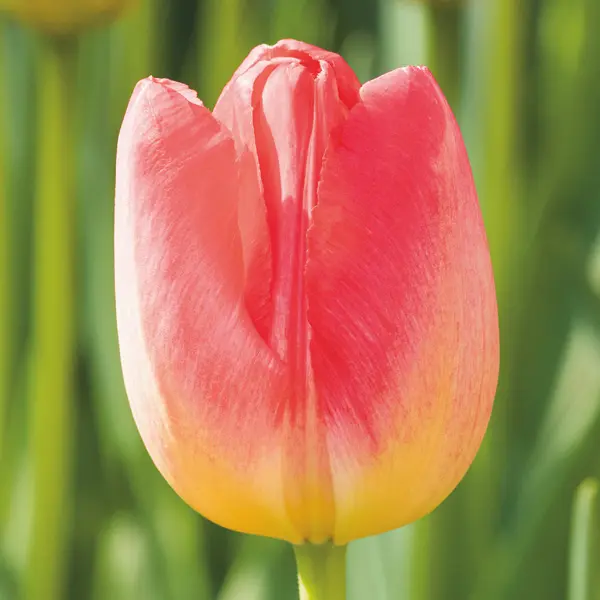 Tulip Judith Leyster Tulip Judith Leyster