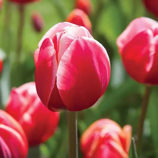 Tulip Karlijn Tulip Karlijn