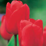 Tulip Lalibela Tulip Lalibela