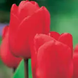 Tulip Lalibela Tulip Lalibela