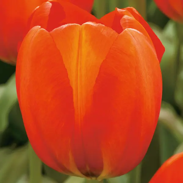 Tulip Orange Balloon Tulip Orange Balloon