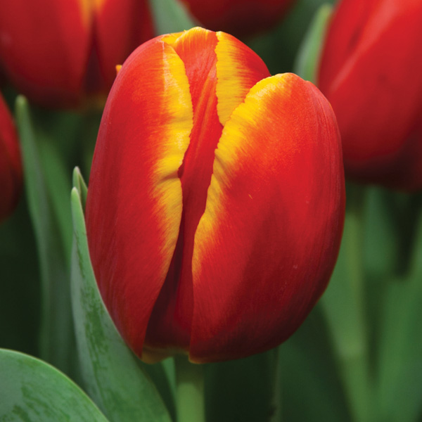 Tulip Power Play Tulip Power Play