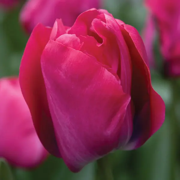 Tulip Perk Tulip Perk