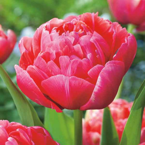 Tulip Renown Unique Tulip Renown Unique