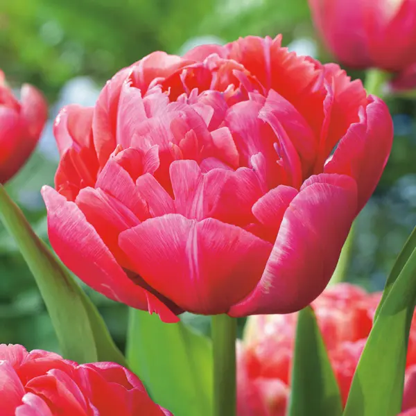 Tulip Renown Unique Tulip Renown Unique
