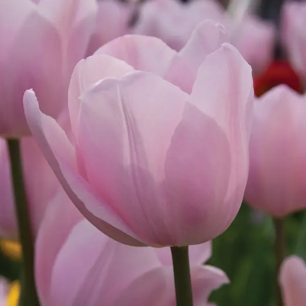 Tulip Rosalie Tulip Rosalie