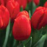 Tulip Surrender Pktulsur - Garden Express Australia