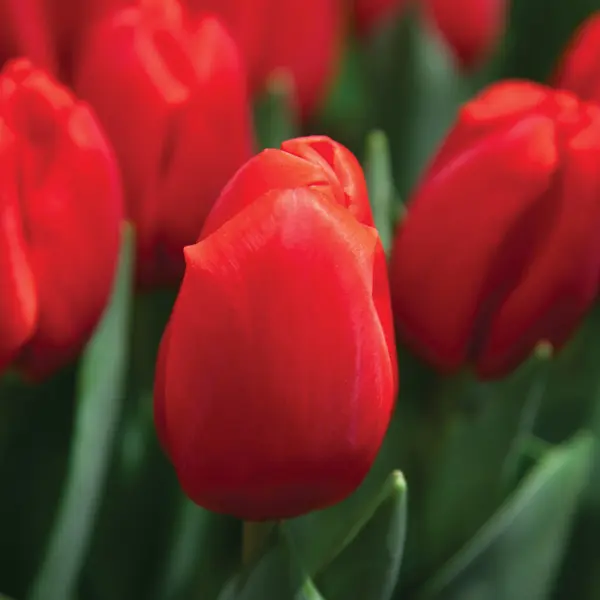 Tulip Surrender