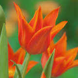 Tulip Synaeda Orange Tulip Synaeda Orange