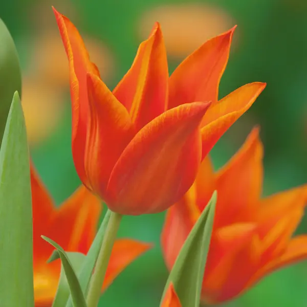 Tulip Synaeda Orange Tulip Synaeda Orange