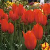 Tulip Temple Favourite Tulip Temple Favourite
