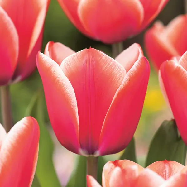 Tulip Timeless Tulip Timeless