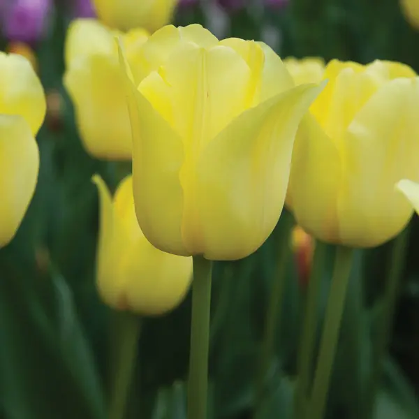 Tulip World Friendship Tulip World Friendship