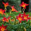 Plants That Like Full Sun and Heat Webp Net Resizeimage 10 - Garden Express Australia
