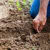 Are Homegrown Vegetables More Nutritious? Webp Net Resizeimage 2 - Garden Express Australia