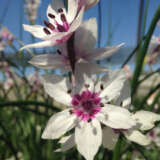 Wurmbea Stricta