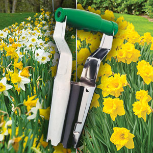 Daffodil Pre Order Crazy Combo Pack – 100 Bulbs And Planter Daffodil Pre Order Crazy Combo Pack – 100 Bulbs And Planter