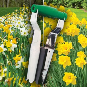 Daffodil Pre Order Crazy Combo Pack – 100 Bulbs And Planter Daffodil Pre Order Crazy Combo Pack – 100 Bulbs And Planter