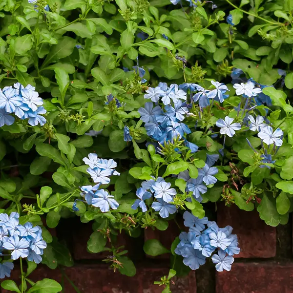 Plumbago Blue Plumbago Blue