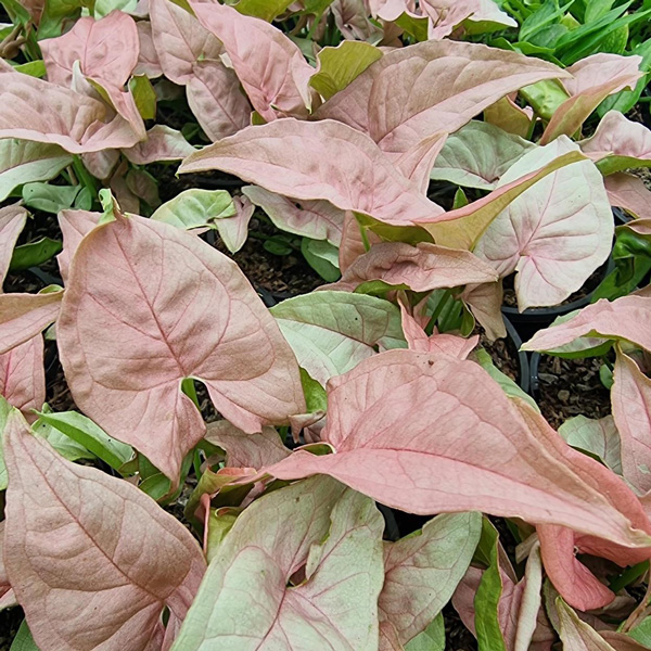 Syngonium Neon Syngonium Neon