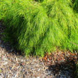 Acacia Cognata Limelight Pplacaclim - Garden Express Australia