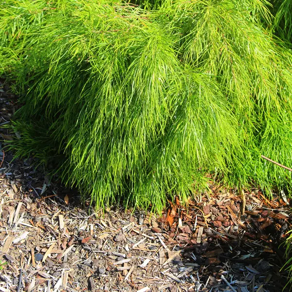 Acacia Cognata Limelight (pbr) Acacia Cognata Limelight (pbr)