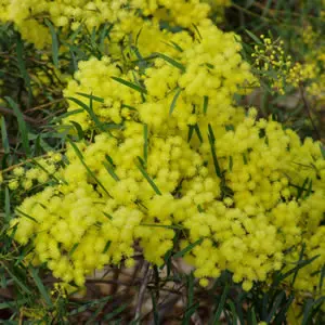 Acacia Fimbriata Dwarf Acacia Fimbriata Dwarf