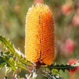 Banksia Ashbyi Dwarf Orange Candles Banksia Ashbyi Dwarf Orange Candles
