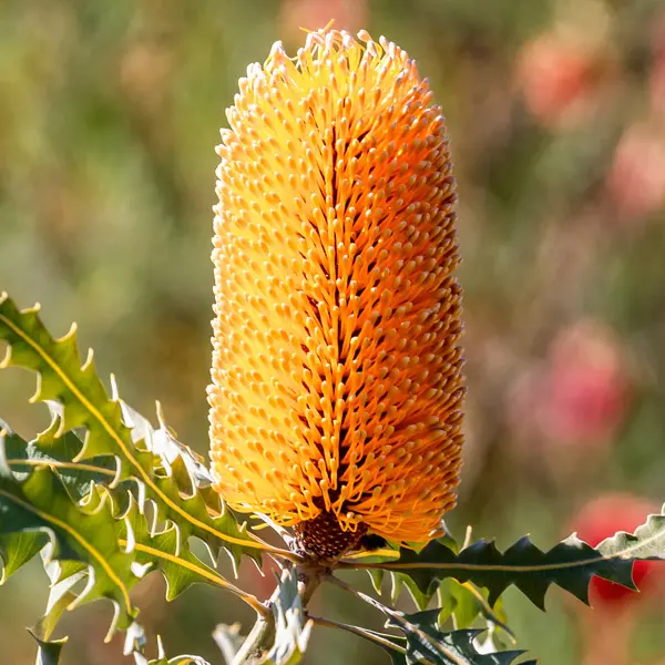 Banksia Ashbyi Dwarf Orange Candles Banksia Ashbyi Dwarf Orange Candles