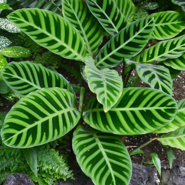 Calathea Zebrina Calathea Zebrina