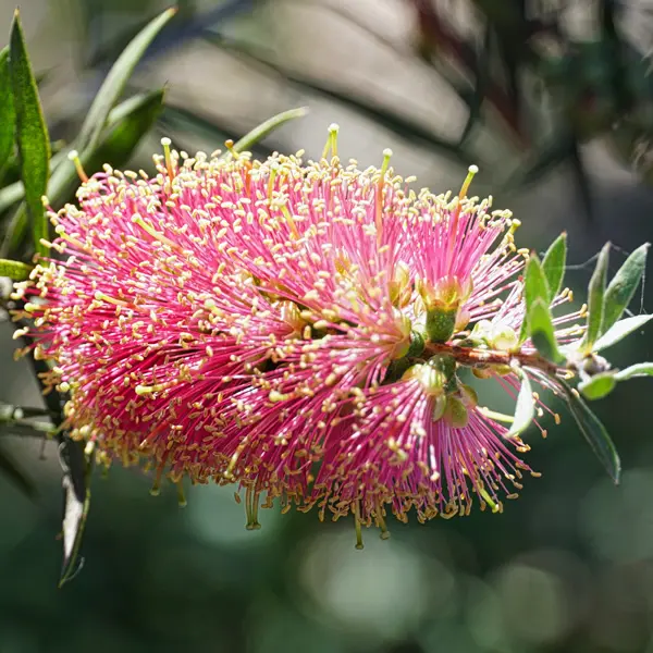 Callistemon Sugar Candy Callistemon Sugar Candy