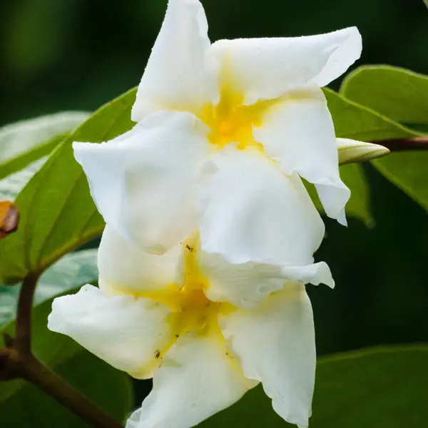 Climbing Frangipani Climbing Frangipani