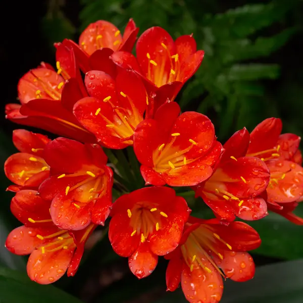 Clivia Belgian Hybrid