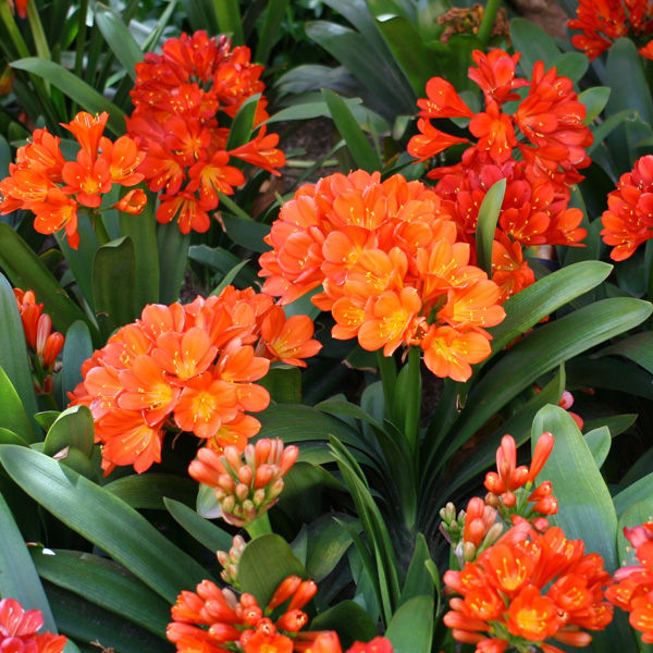 Clivia Orange