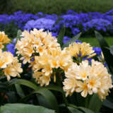 Clivia Yellow Pplcliyel 2021 - Garden Express Australia