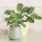 Ctenanthe Burle Marxii Pplctebma - Garden Express Australia