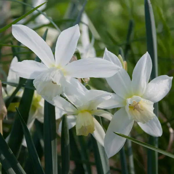 Daffodil Thalia Daffodil Thalia