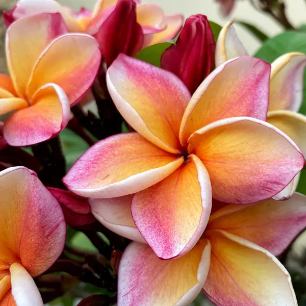 Frangipani Tricolour 125mm