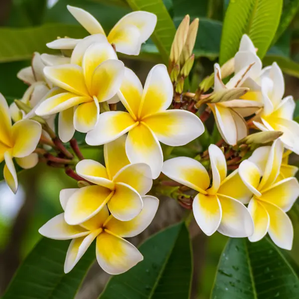 Frangipani White Frangipani White