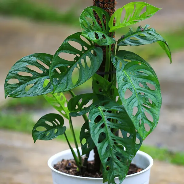 Monstera Swiss Cheese Plant 68mm Monstera Swiss Cheese Plant 68mm