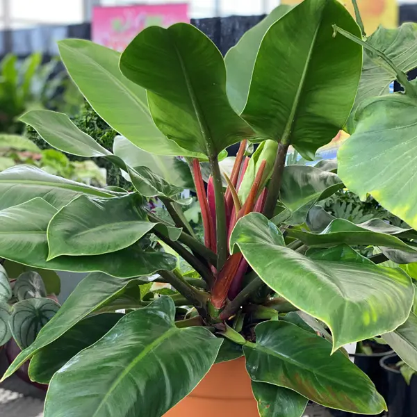 Philodendron Rojo Congo