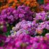 Colourful Foliage Plants For Your Garden 12 - Garden Express Australia